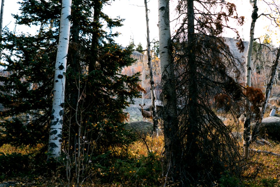 Estes park, United states, National park