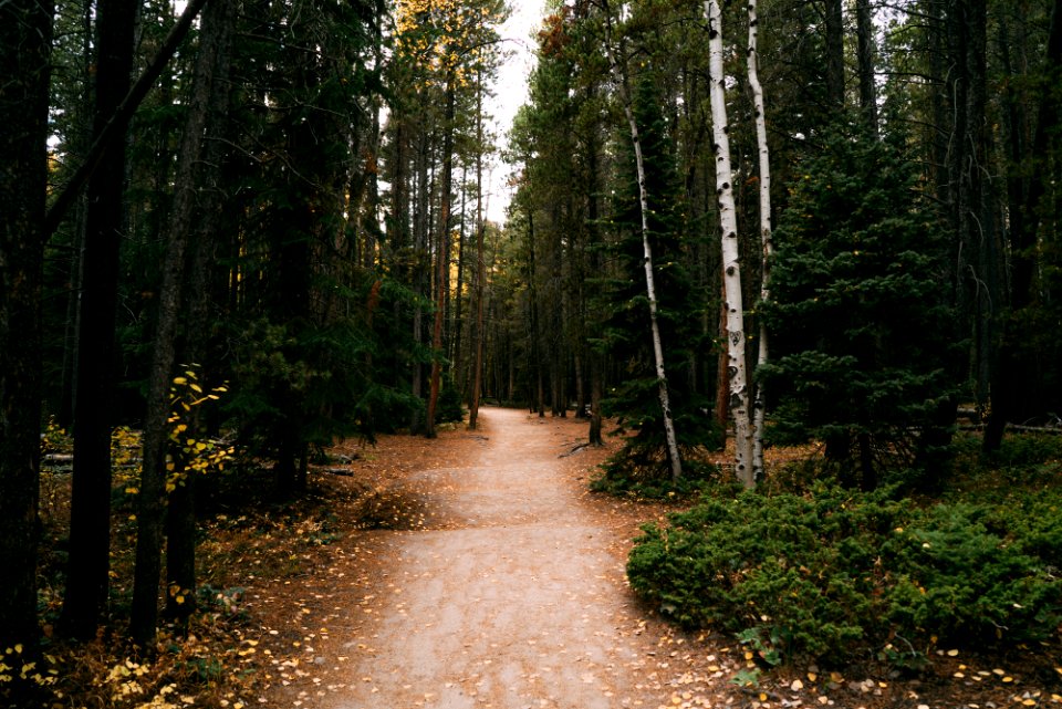 Estes park, United states, Forest