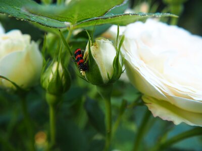 Nature beetle insect