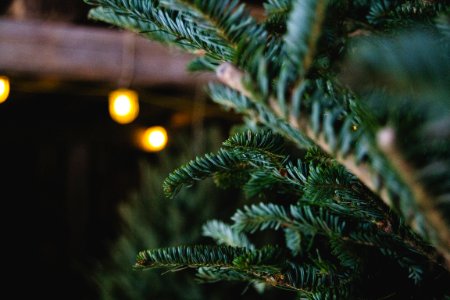 Barn, Winter, Christmas