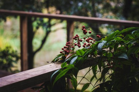 Holly, Cafe, Plant
