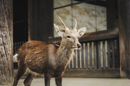 brown deer standing near wooden fence photo