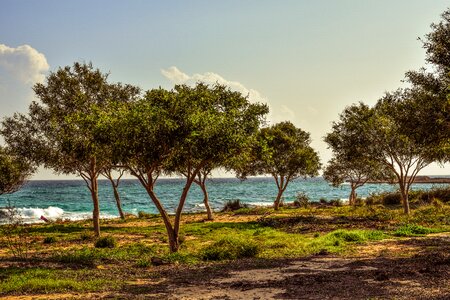 Trees glade sea
