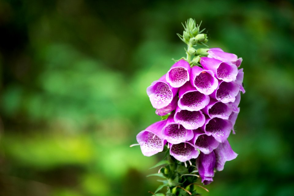Pink, Plant, Nature