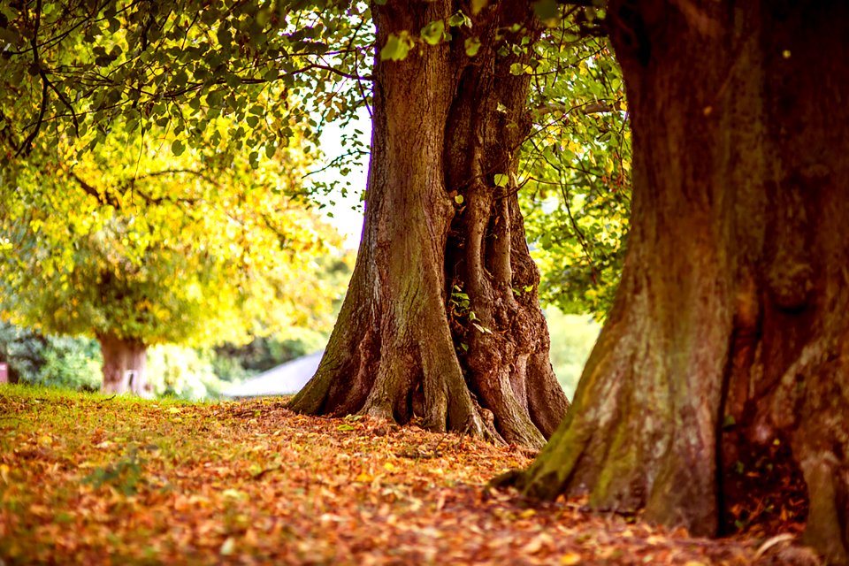 shallow focus photography of brown trees