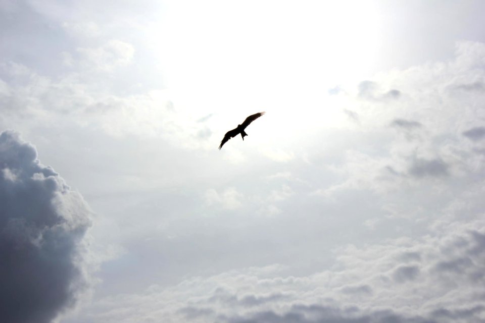 silhouette of bird flying