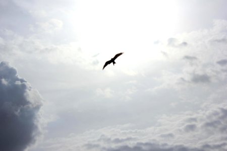 silhouette of bird flying