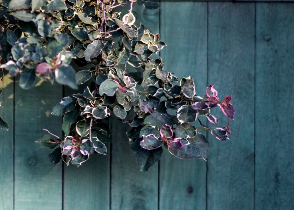 Leucadia, Encinitas, United states