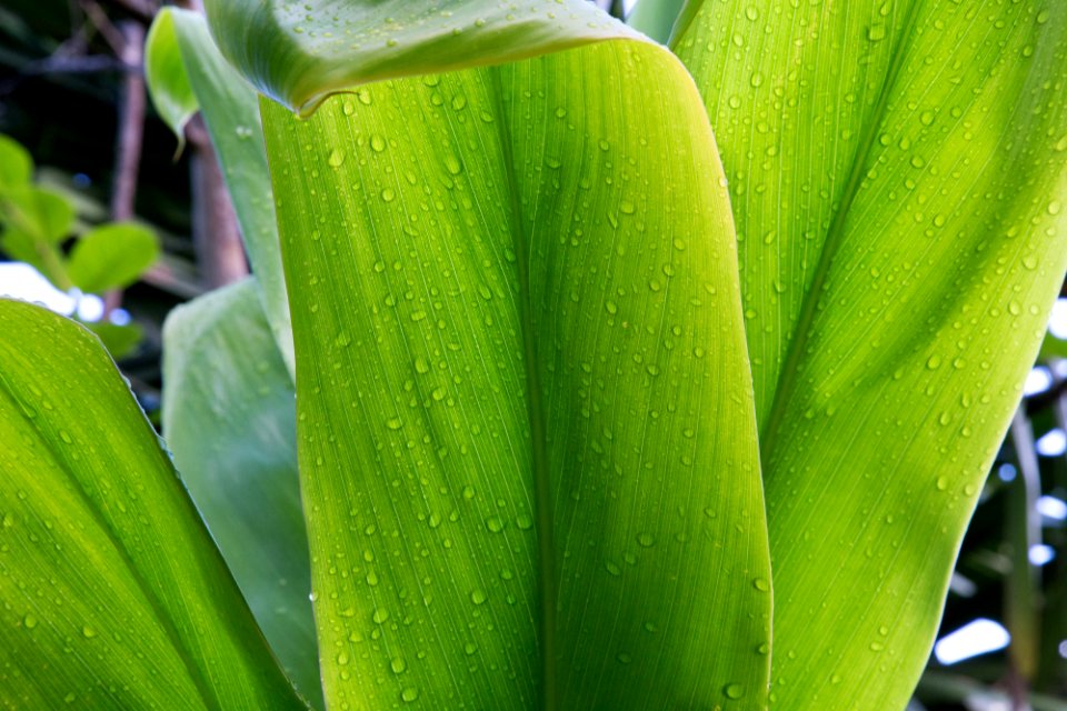 Kauai, United states, Translucent photo