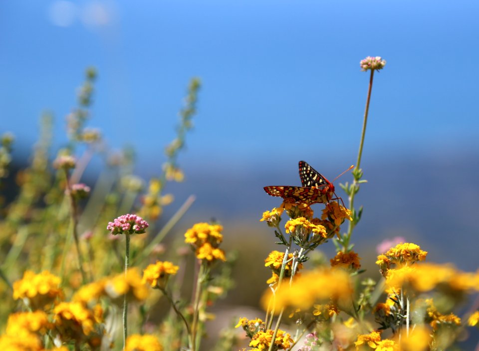 Santa barbara, United states, California