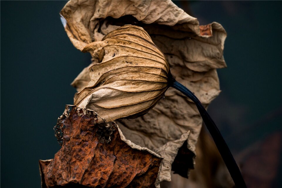 Withered depression autumn