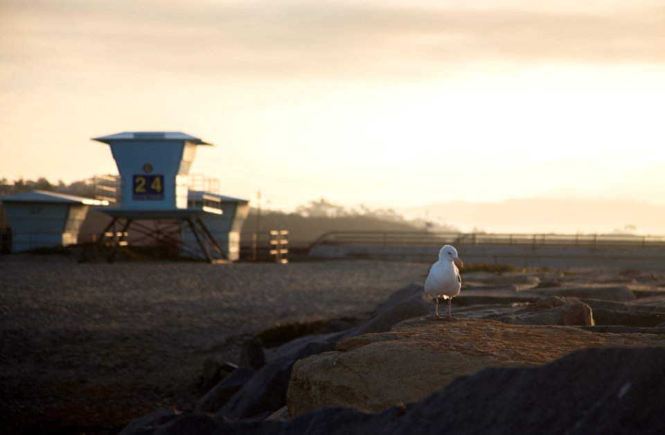 Ponto state beach, Carlsbad, United states