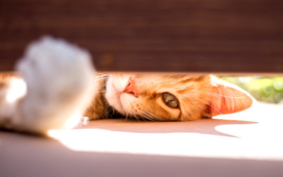 Santa fe, United states, Cat