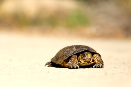 brown tortoise on brown sand photo