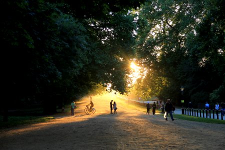 London, United kingdom, Trees photo