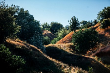 Vyshhorod, Ukraine, Trees