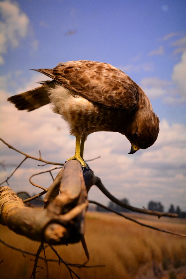 Bird hawk nature