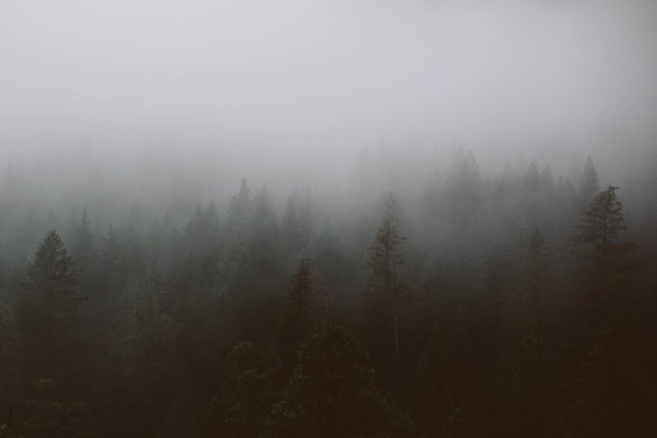 aerial view photograhy of green trees under fog