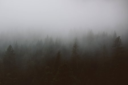 aerial view photograhy of green trees under fog photo