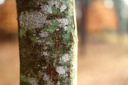 Nature, Lichen, Moss