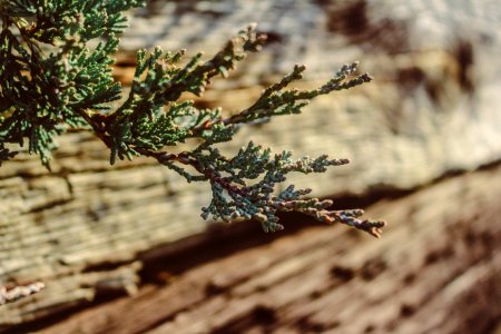 Nature, Juniper, Wood