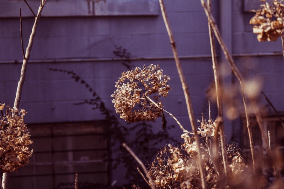 Cornycreation, Godart, Fall