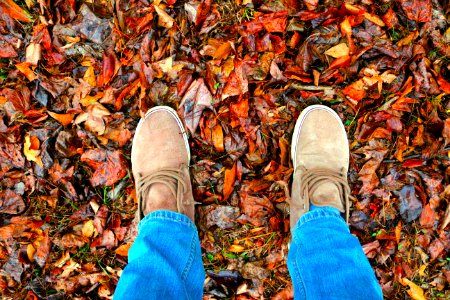 Forest, Leaves, Trees