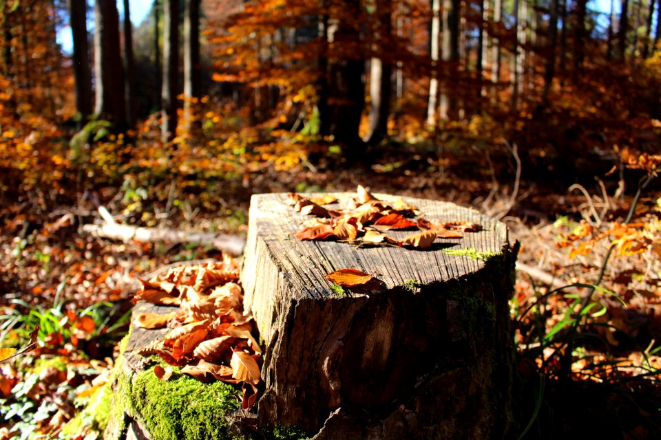 Hofoldinger forst, Deutschl, Autumn
