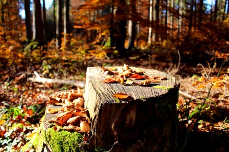 Hofoldinger forst, Deutschl, Autumn