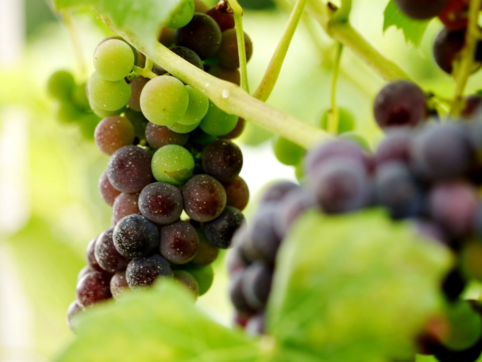 Own, United states, Zorvino