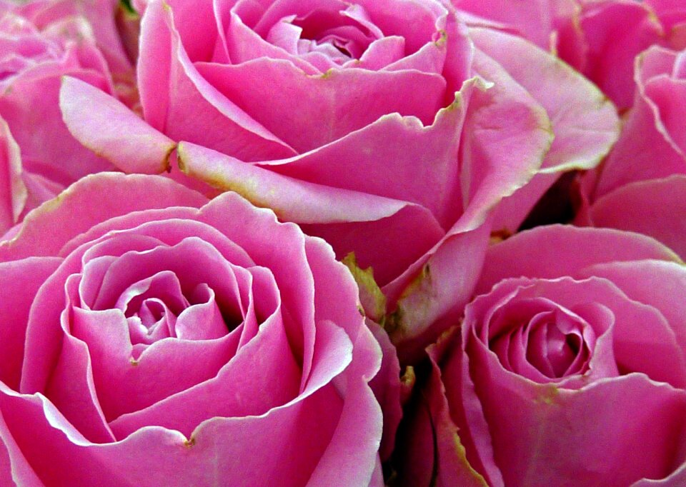 Pink rose blossom bloom