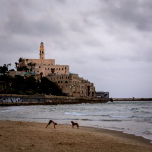 Israel, Sunset, Dog photo