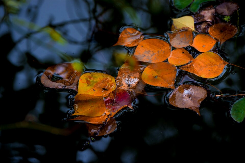 Autumn season natural death