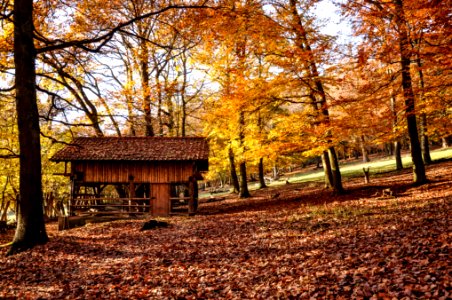 brown house surrounded by trees