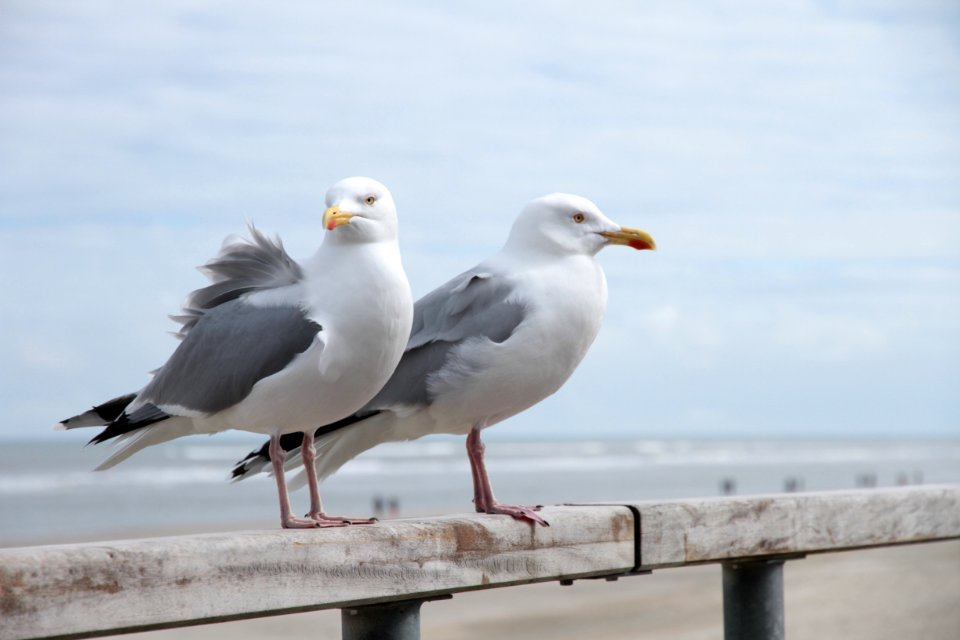 Norderney, Germany, Seagull