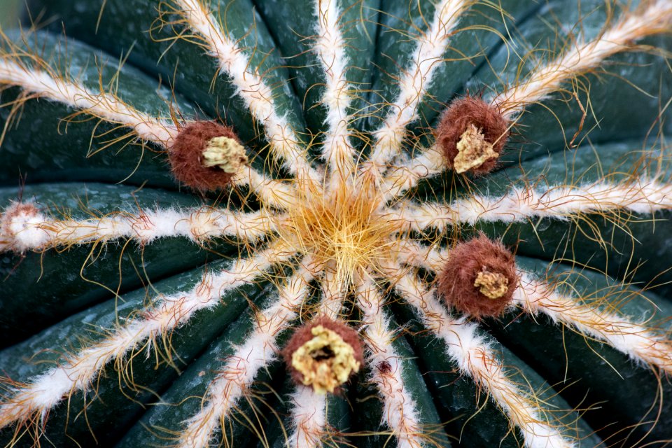 Botanischer garten, Augsburg, Deutschl