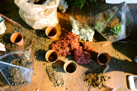 five plant pots on brown wooden table during daytime photo