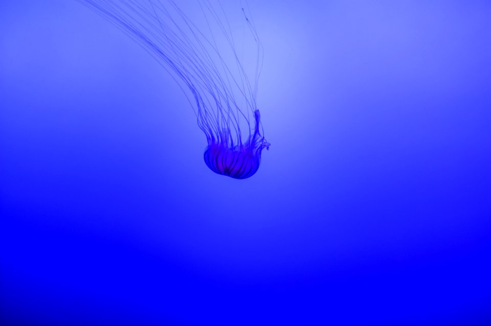Sea, Blue, Underwater