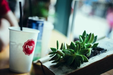 tilt shift photography of white cup near green indoor plant photo