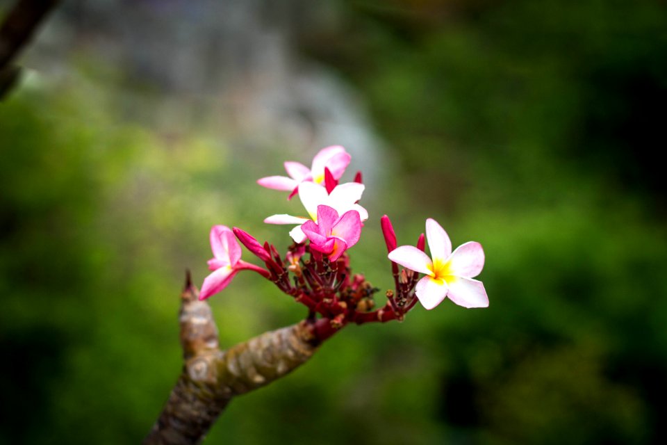 Tp vng tu, Vietnam, Scape
