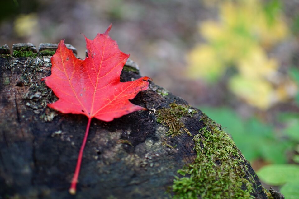 Leaf fall maple leaf photo