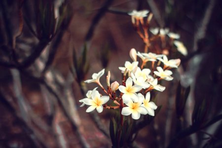 shallow focus photography of white flowers photo