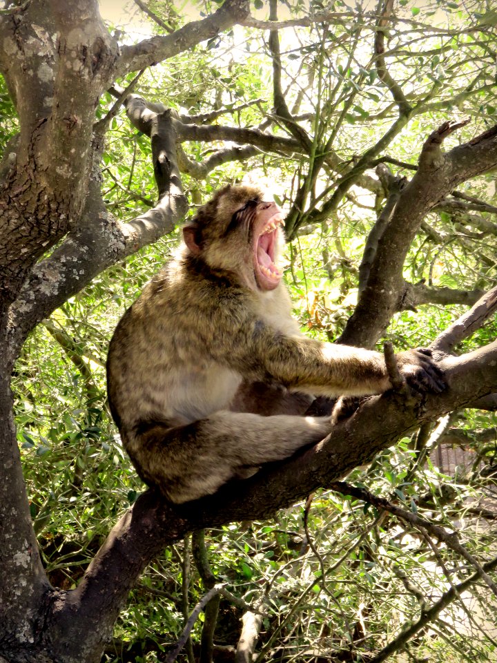 Gibraltar, Yawn, Gape