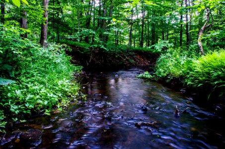 Creek, Lake, Forest