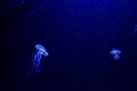 blue jelly fishes photo