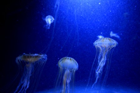 Blue, Jellyfish, Aquarium berlin photo