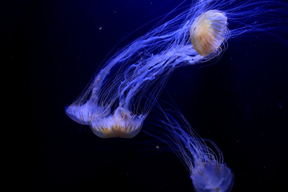 jellyfishes swimming under water