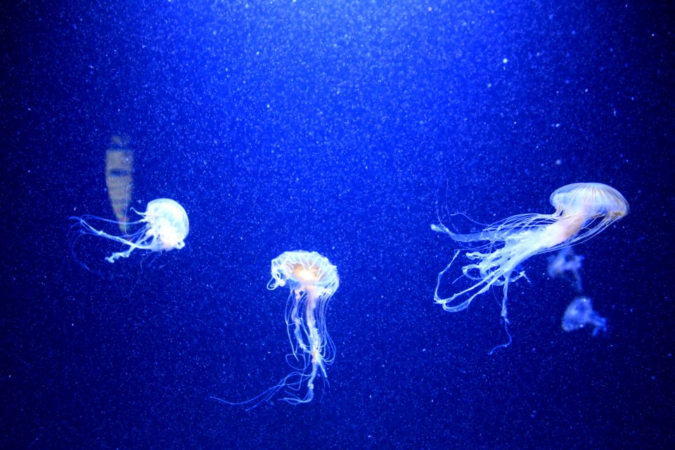 Aquarium berlin, Berlin, Germany