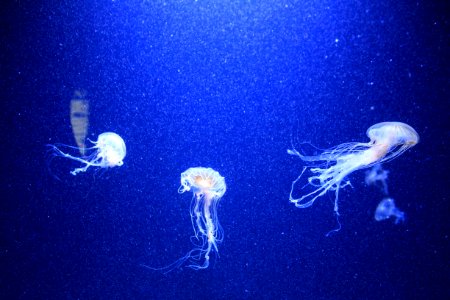 Aquarium berlin, Berlin, Germany