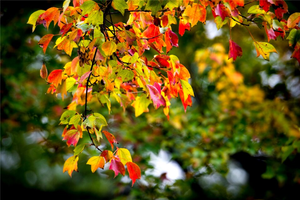 Section autumn season
